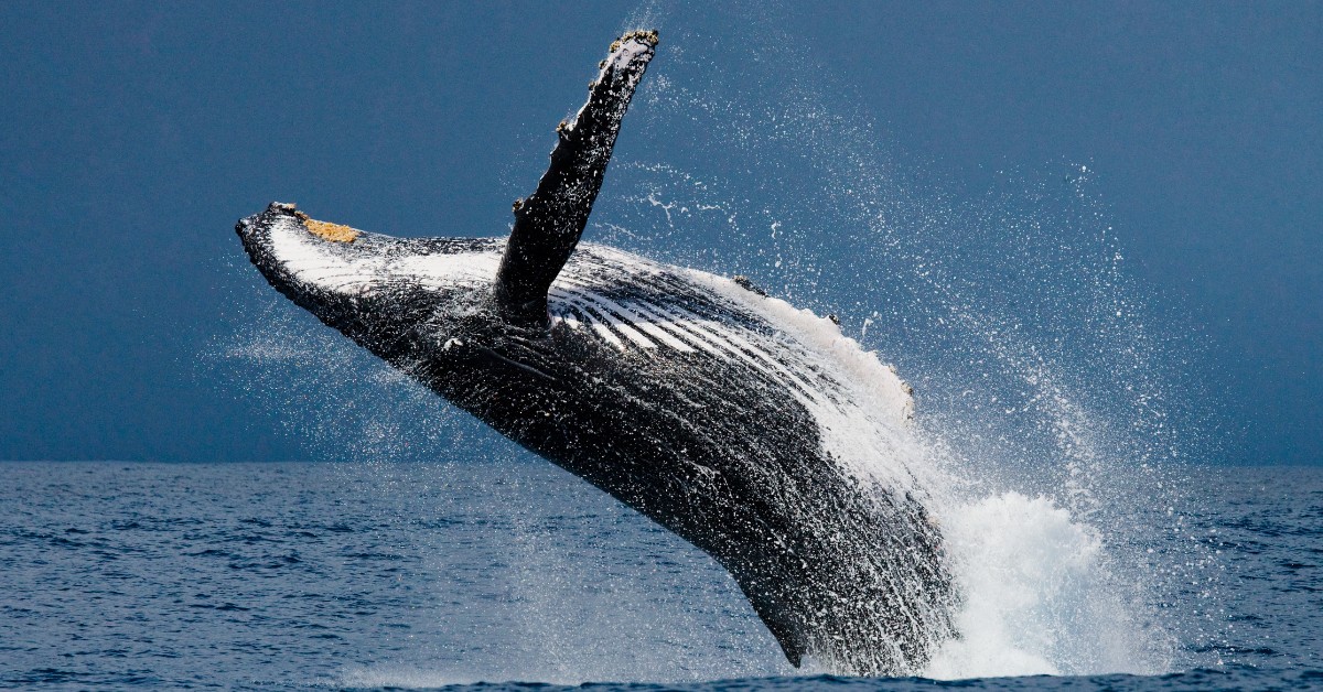 Baleine